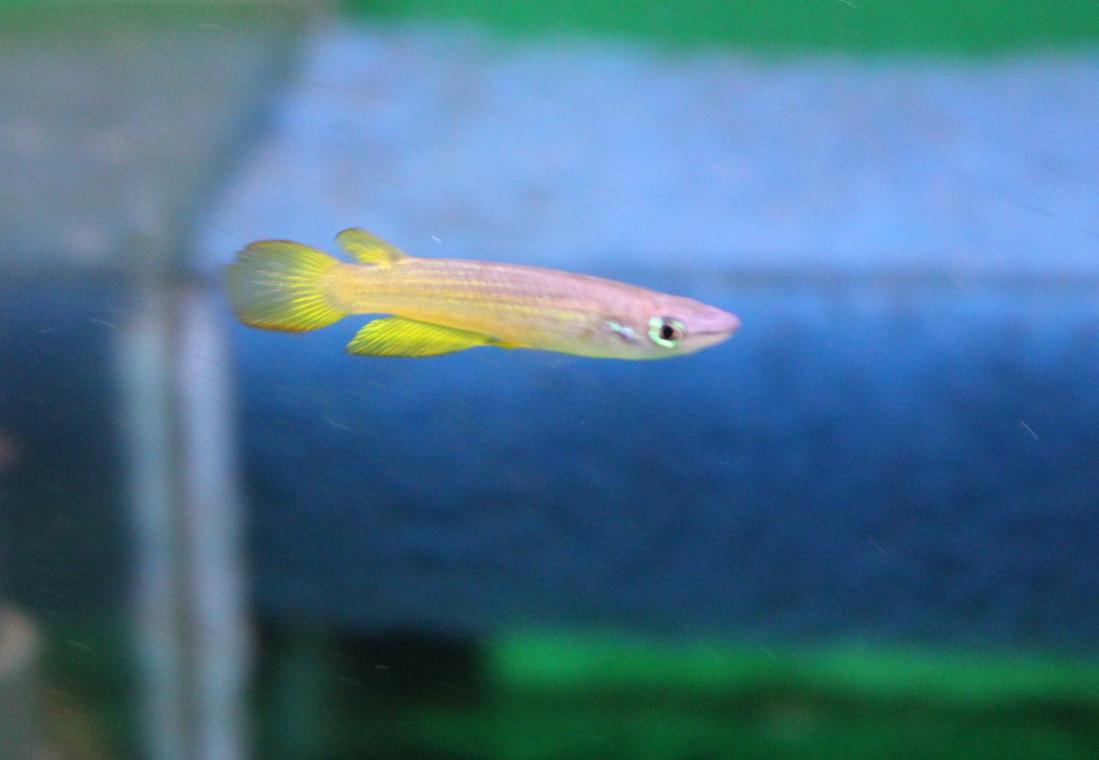 Aplocheilus lineatus "Gold"