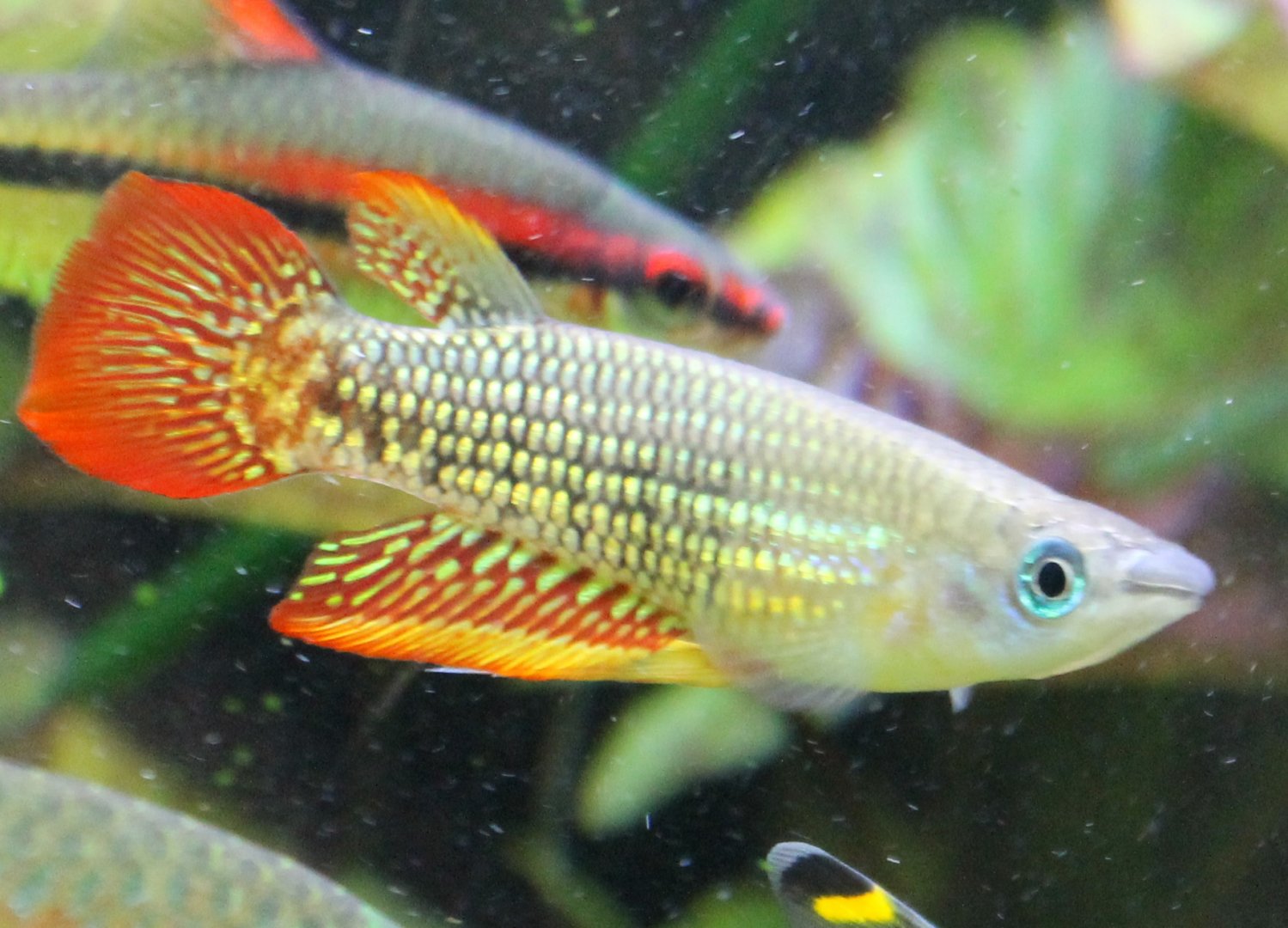 Aplocheilus lineatus