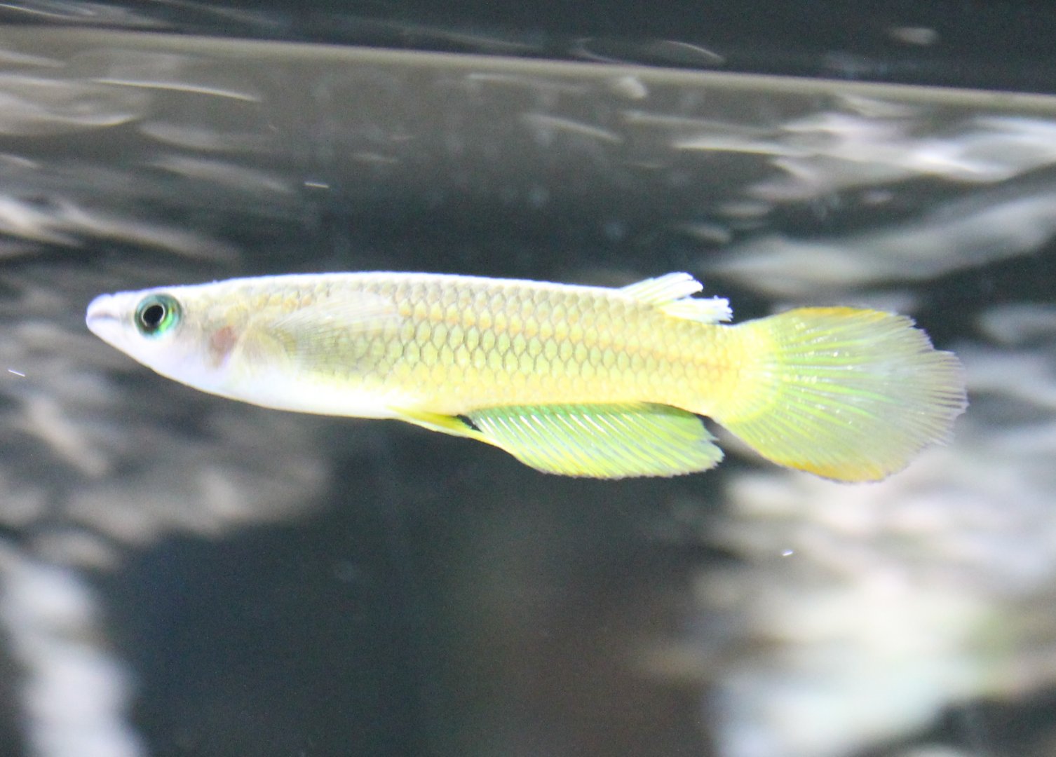 Aplocheilus lineatus