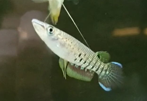 Aplocheilus lineatus