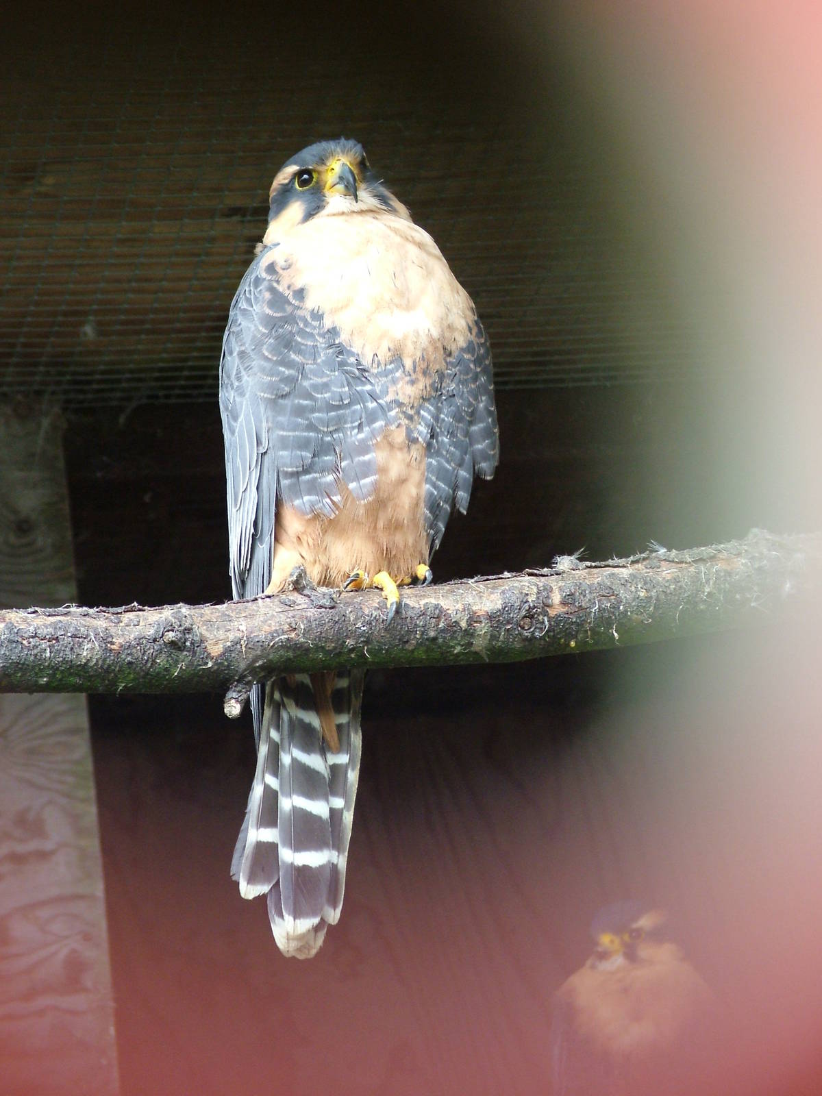 Aplomado Falcon at Cotswold Falconry 05/03/11