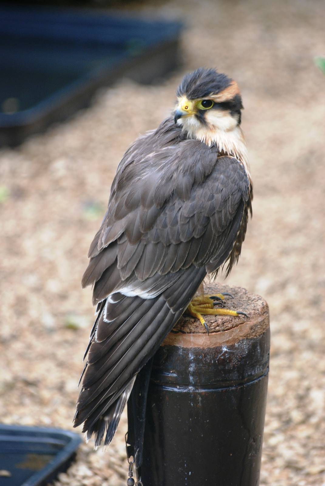 Aplomado Falcon at Cotswold Falconry Centre, 13/09/13