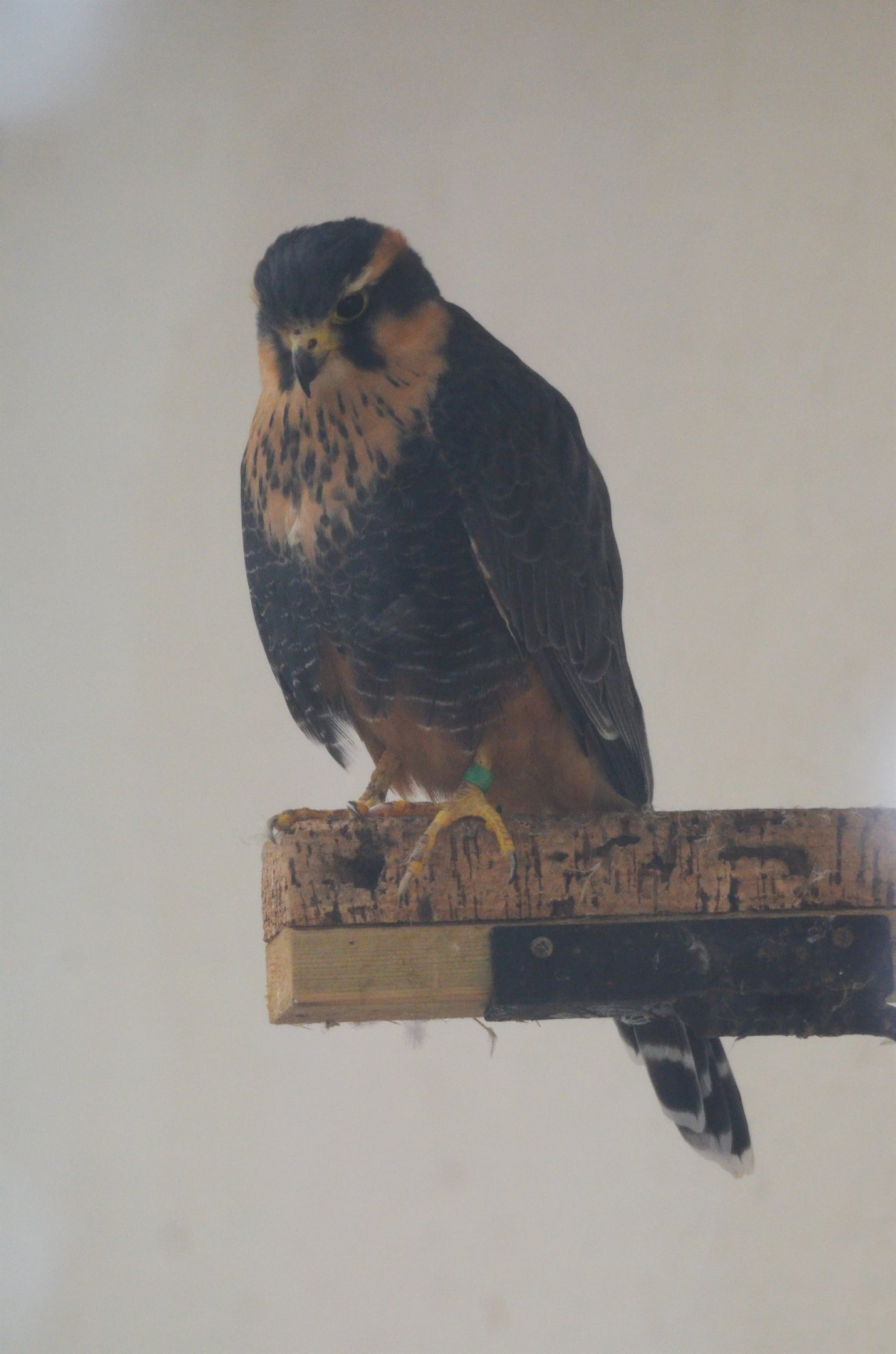 Aplomado Falcon at ICBP Newent, 07/10/17