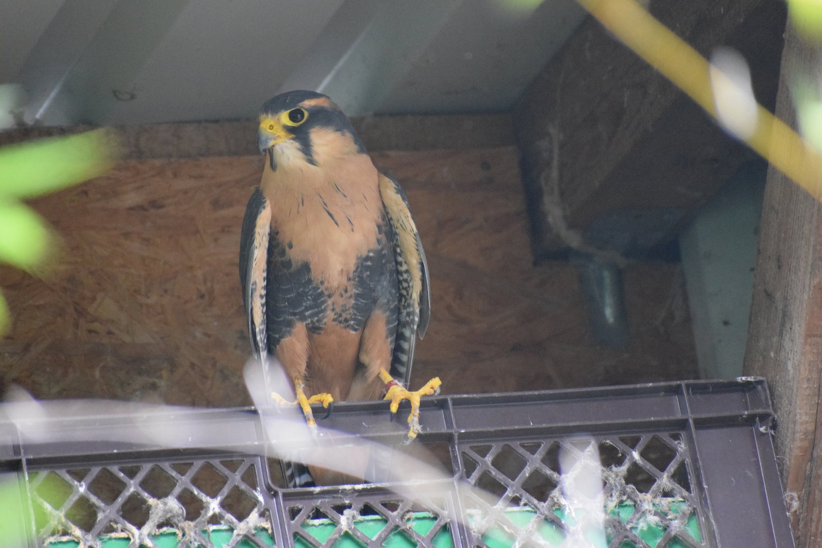 Aplomado falcon - August 2022