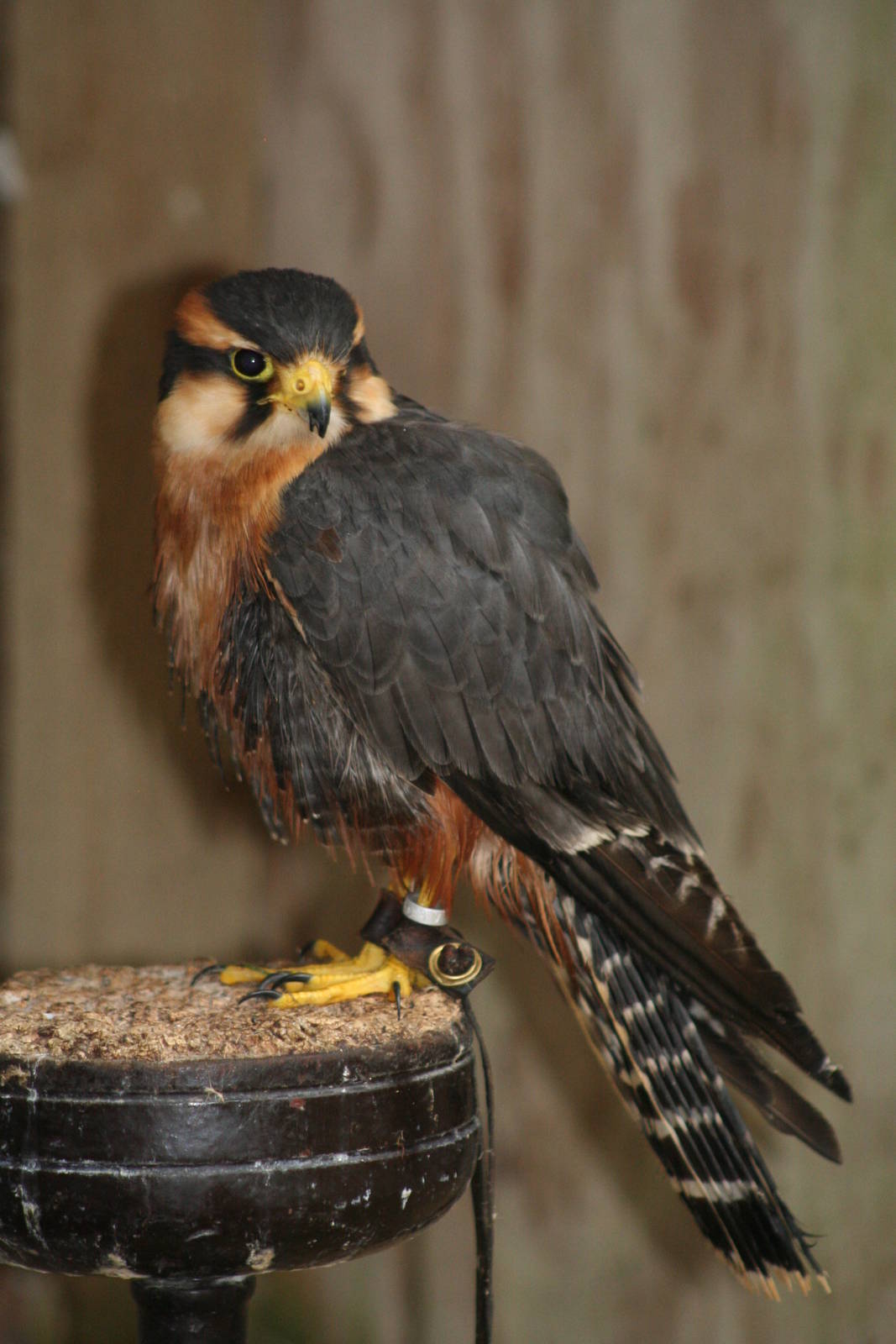 Aplomado Falcon @ Cotswold Falconry; 24.10.2014