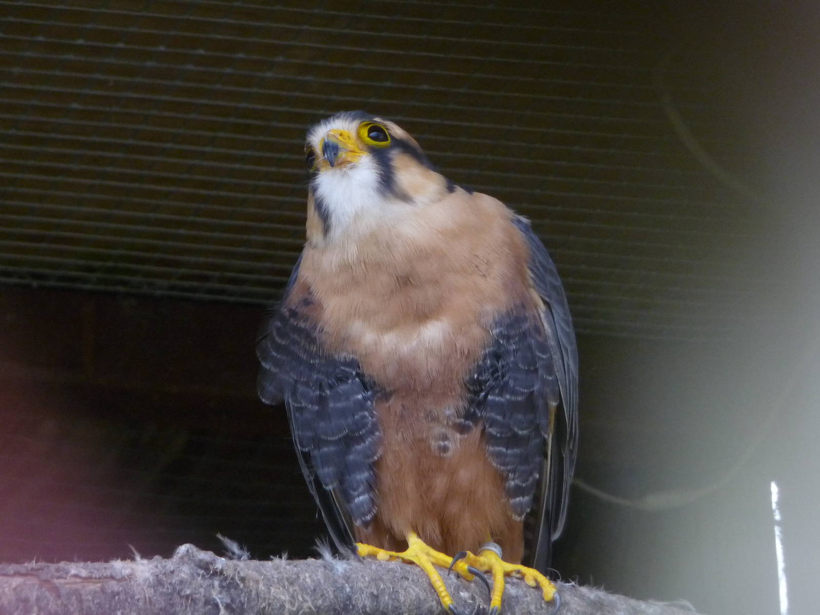 Aplomado Falcon (Falco femoralis) at Cotswold Falconry Centre