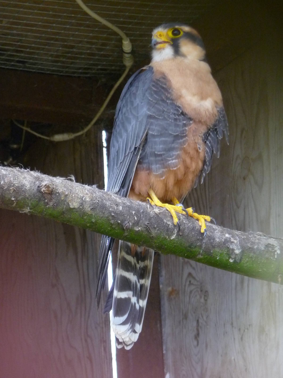 Aplomado Falcon (Falco femoralis) at Cotswold Falconry Centre