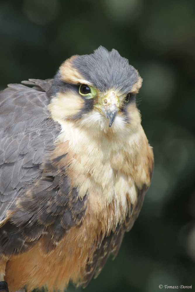 Aplomado Falcon (Falco femoralis)