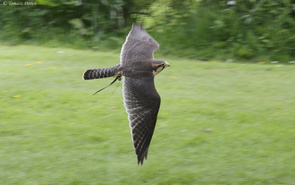 Aplomado Falcon (Falco femoralis)