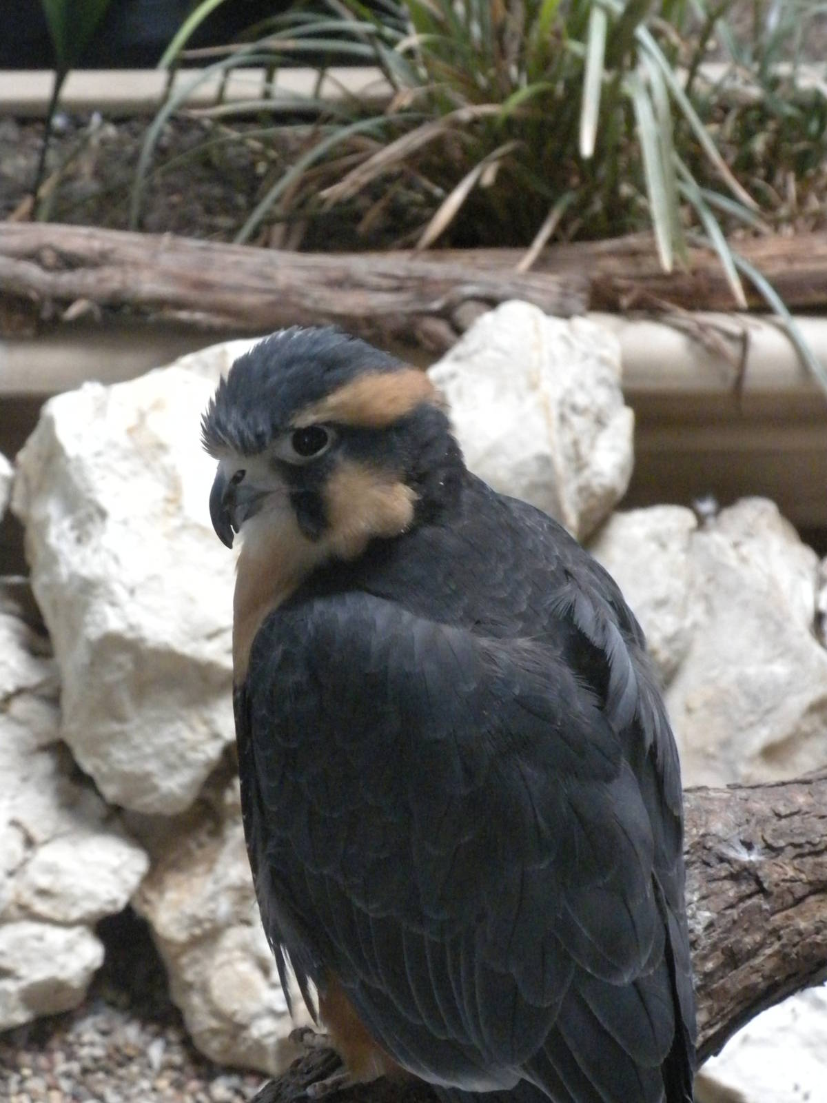 Aplomado Falcon