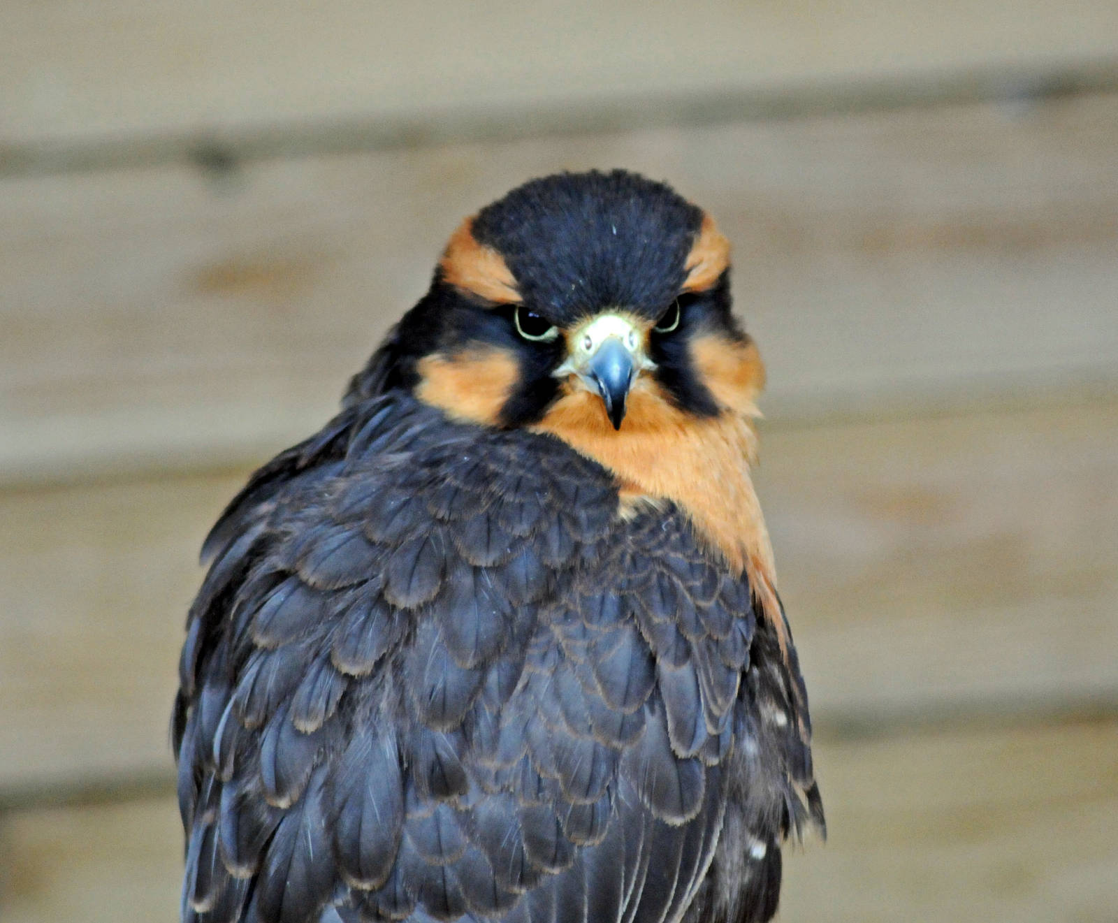 Aplomado Falcon