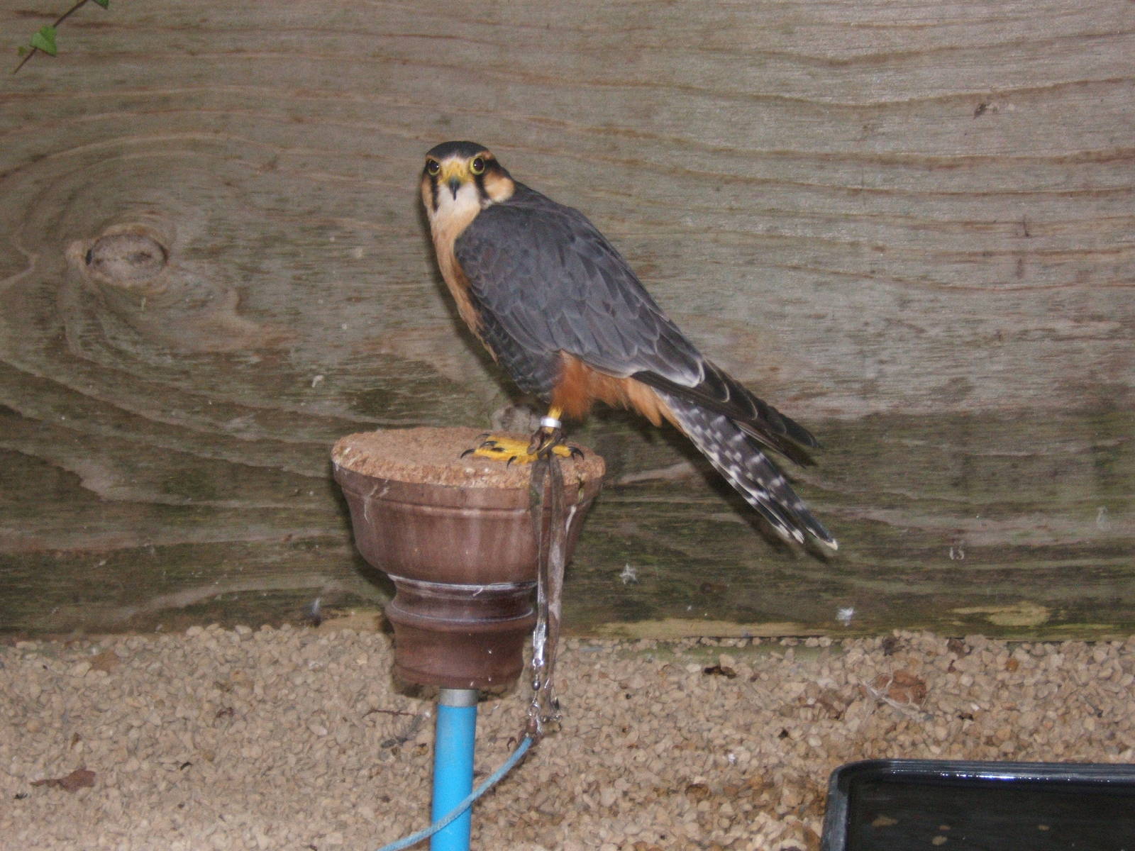 Aplomado Falcon