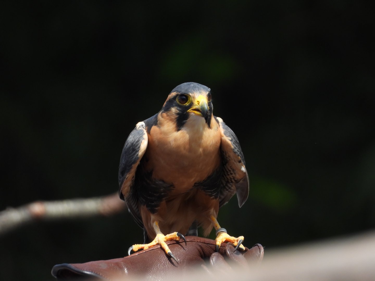 Aplomado falcon