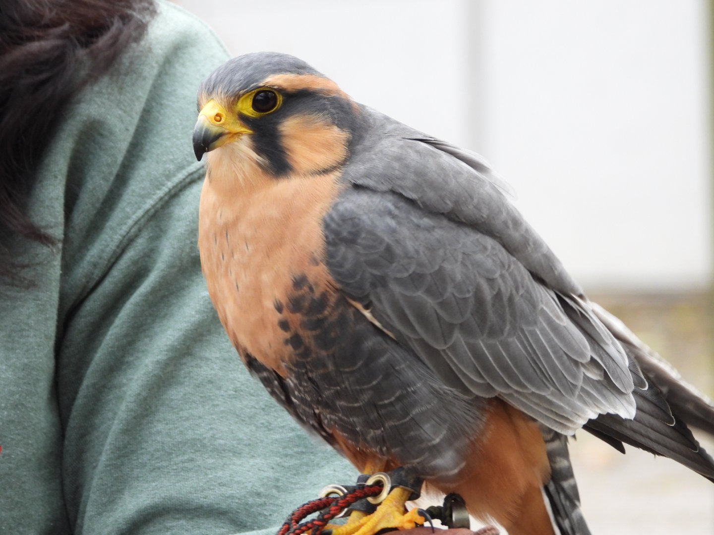 Aplomado falcon