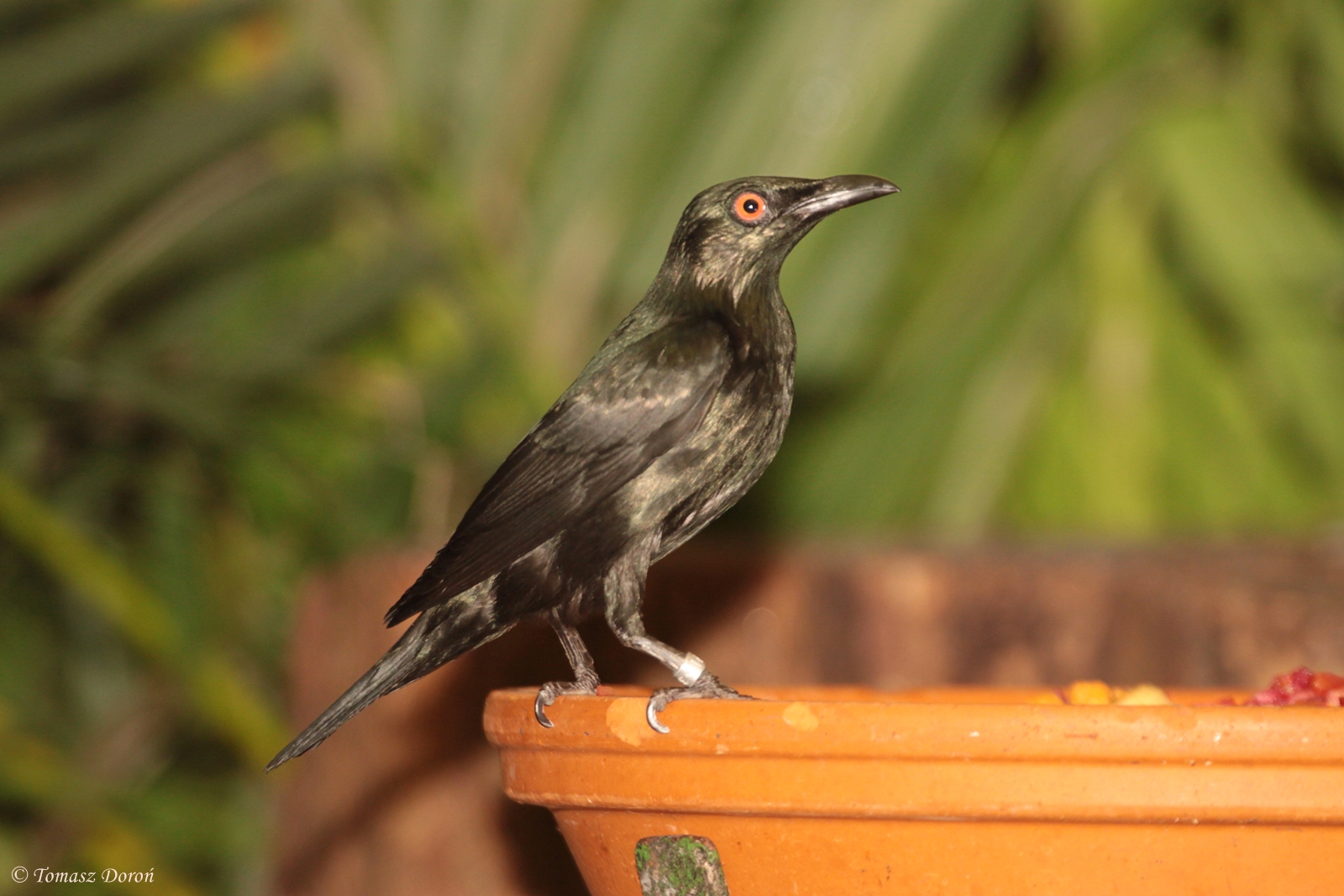Aplonis spp. - ID please