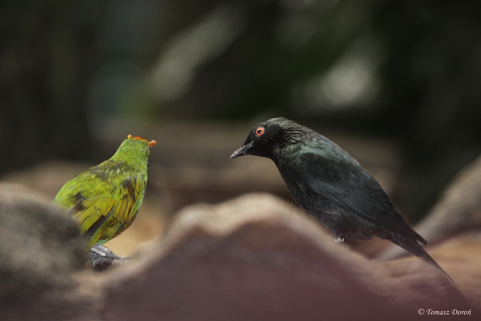 Aplonis spp. - ID please