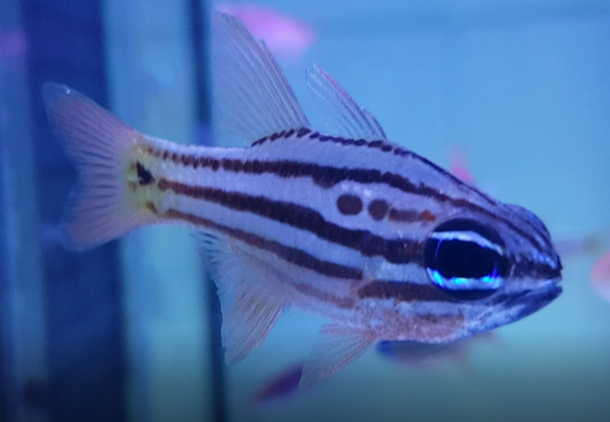 Apogon compressus -  Ochre-striped cardinalfish