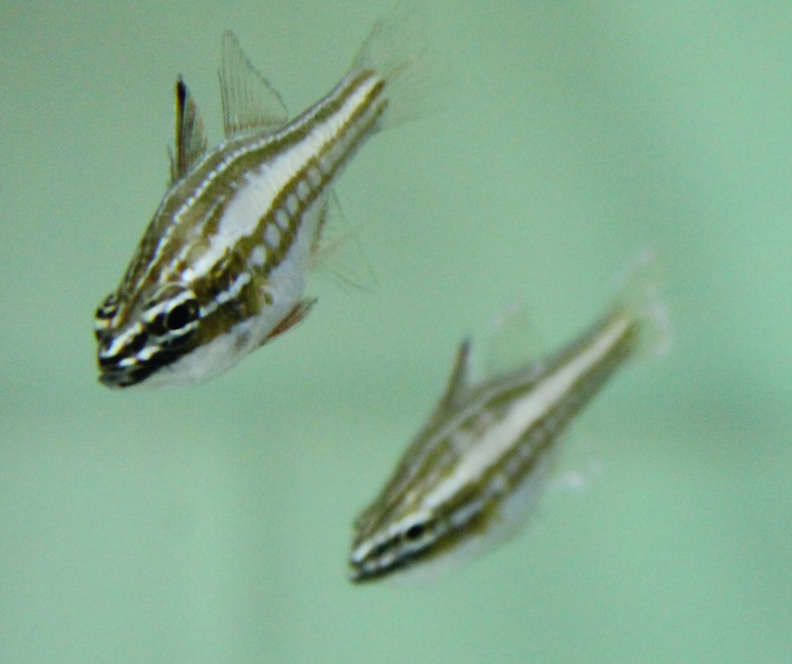 Apogon margaritophorus