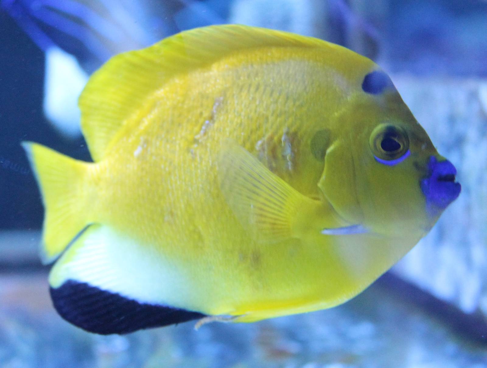 Apolemichthys trimaculatus