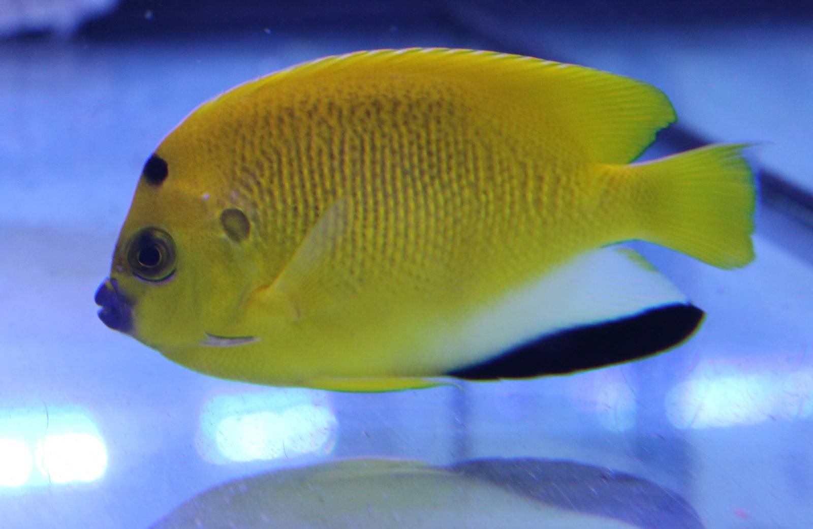 Apolemichthys trimaculatus