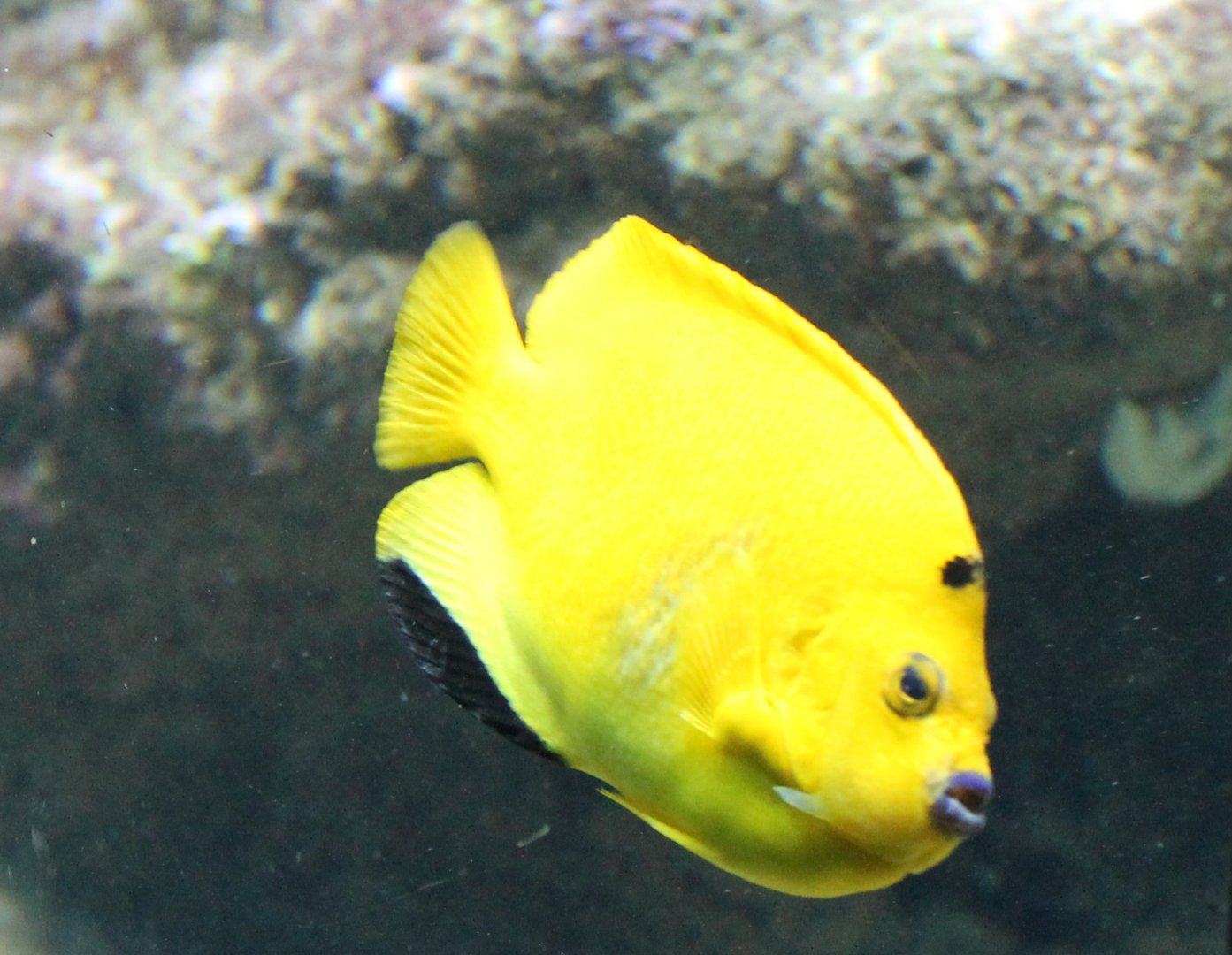 Apolemichthys trimaculatus