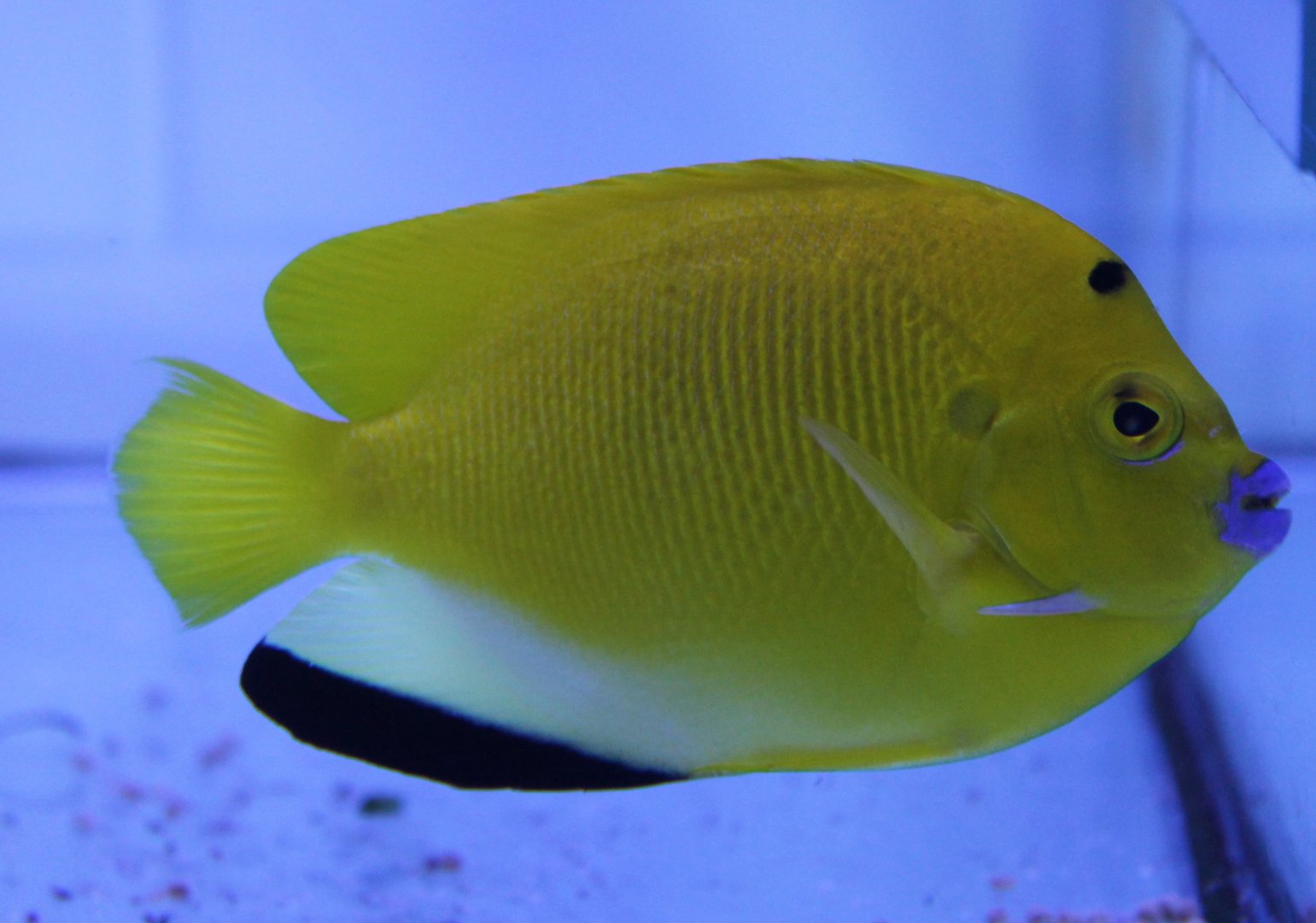 Apolemichthys trimaculatus