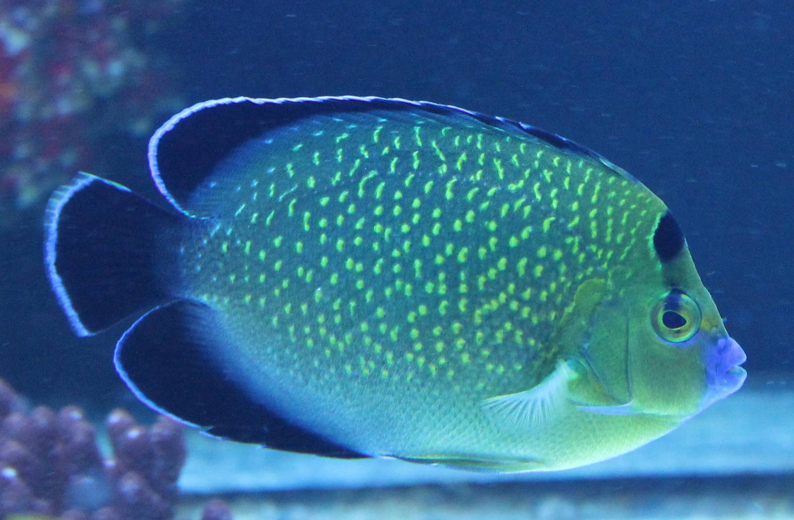 Apolemichthys xanthopunctatus