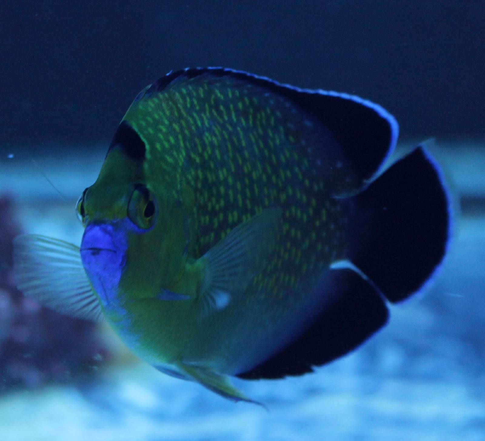 Apolemichthys xanthopunctatus