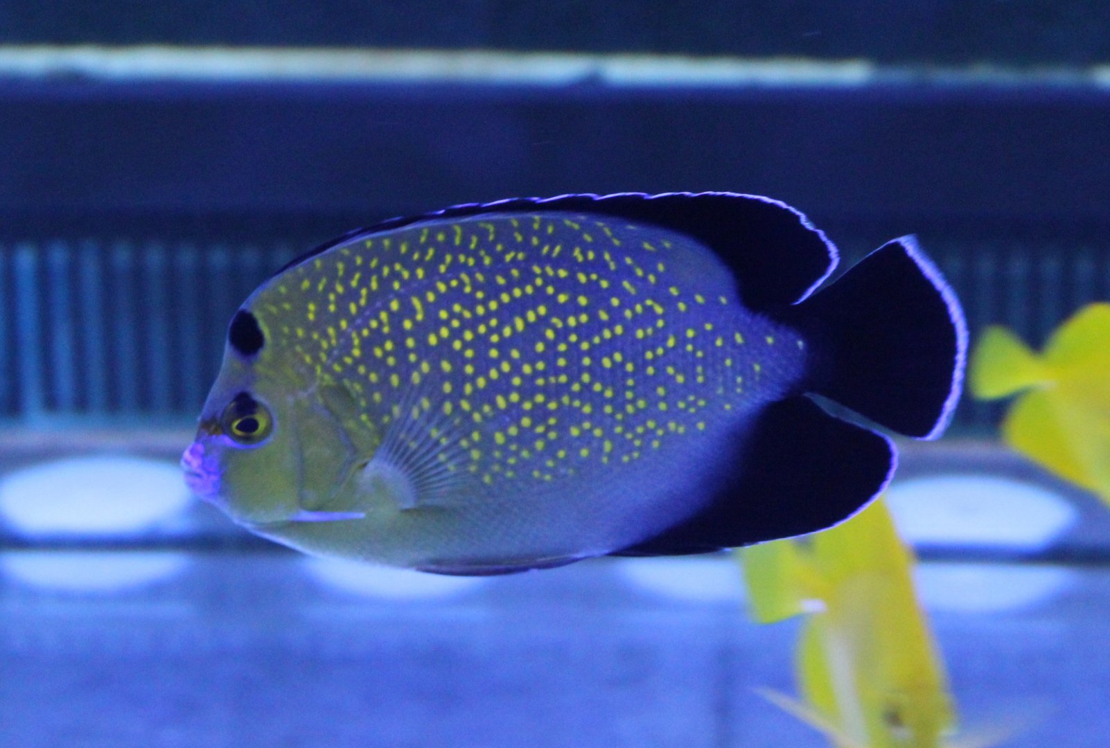 Apolemichthys xanthopunctatus