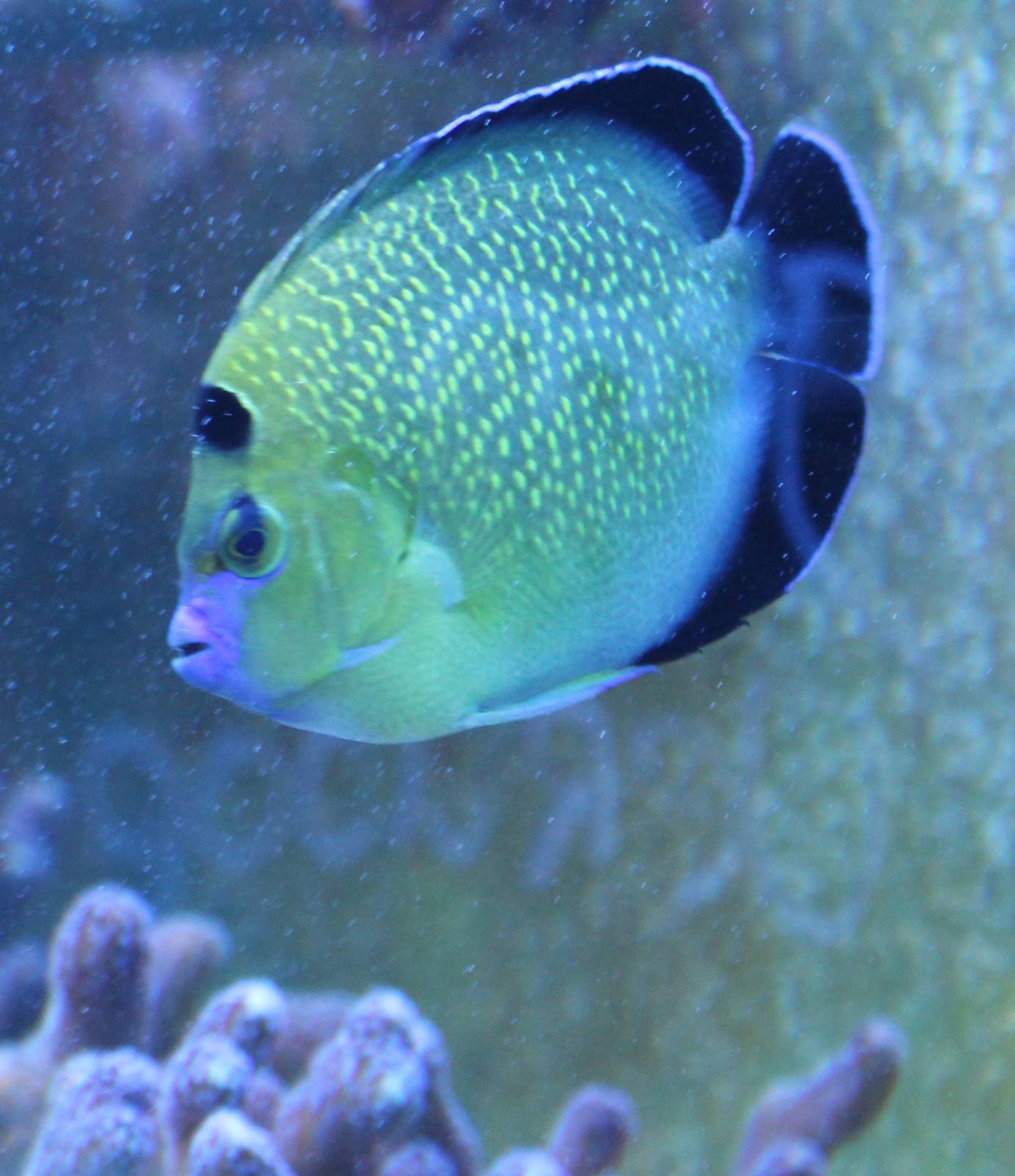 Apollemicthys xanthopunctatus