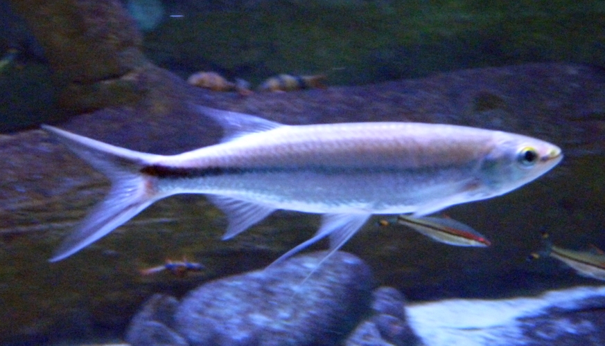 Apollo sharkminnow (Luciosoma setigerum)