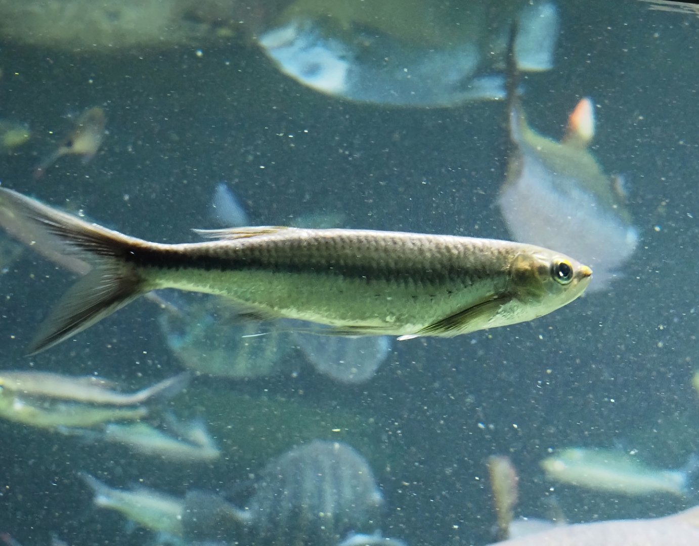 Apollo sharkminnow (Luciosoma spilopleura), 2024-03-09