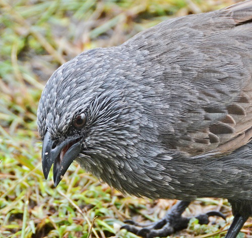 Apostle bird close up