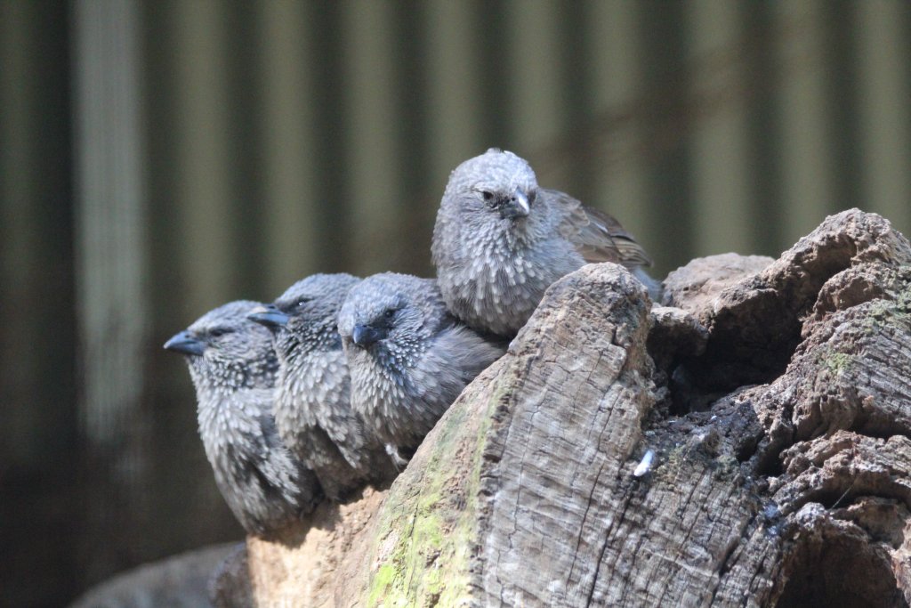 Apostlebird juveniles