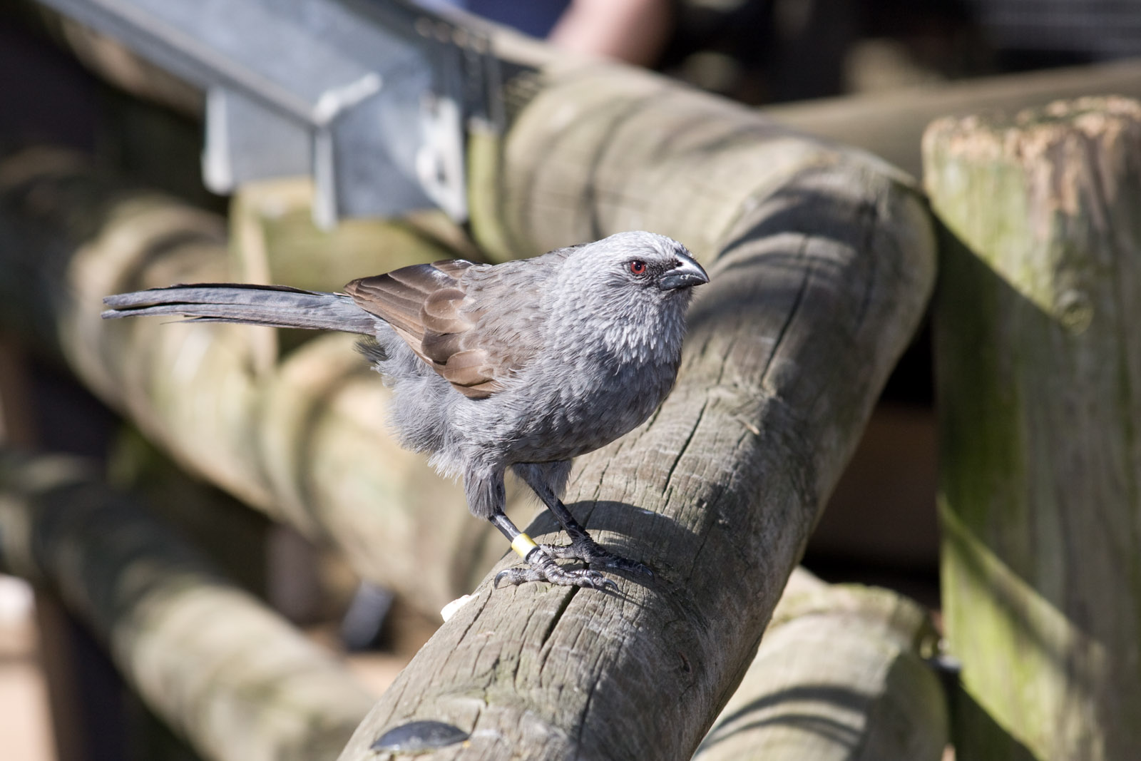 Apostlebird - Sep 2008