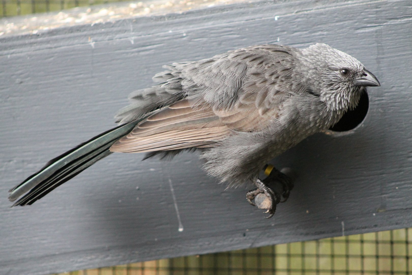 Apostlebird (Struthidea cinerea)
