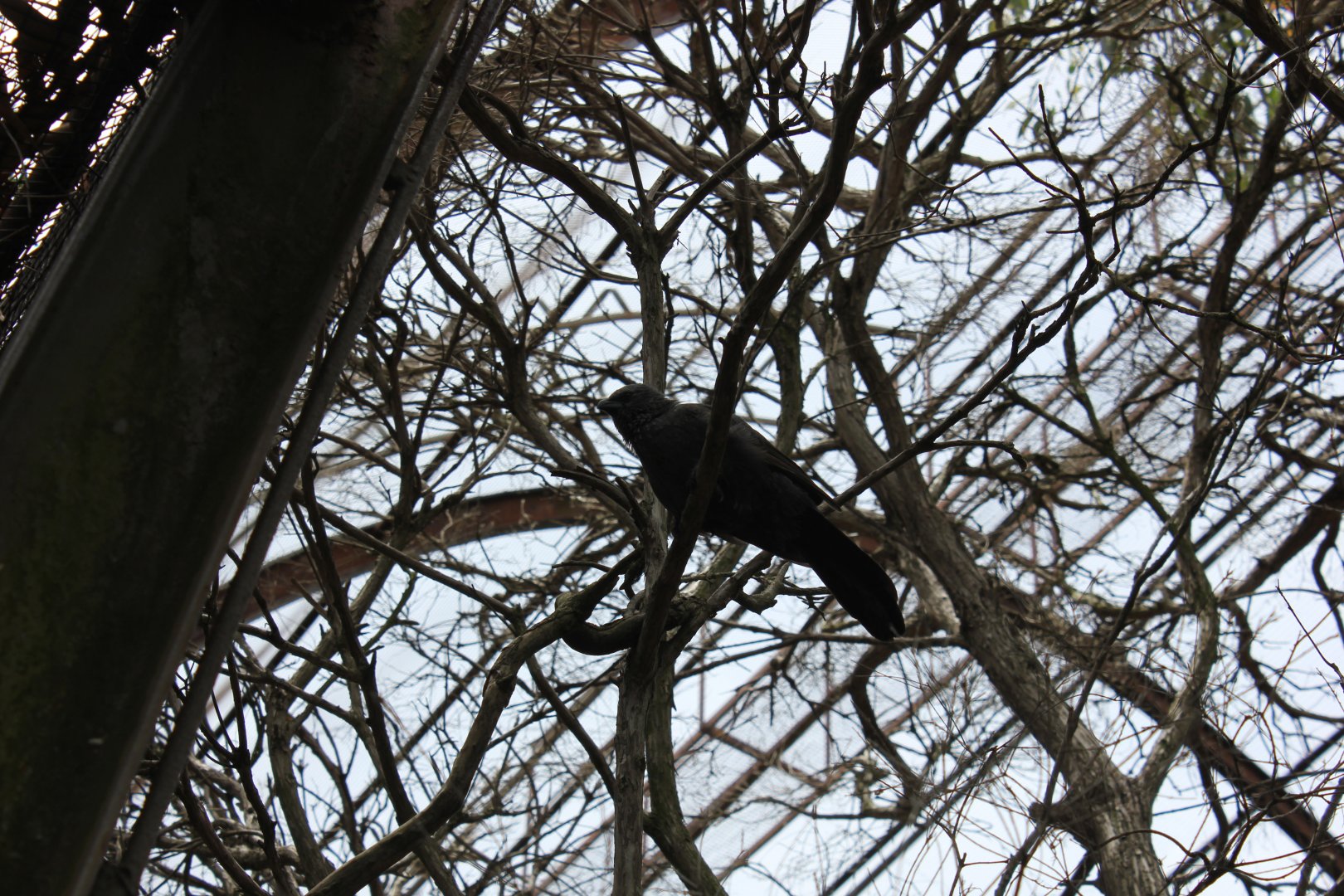 Apostlebird (Struthidea cinerea)
