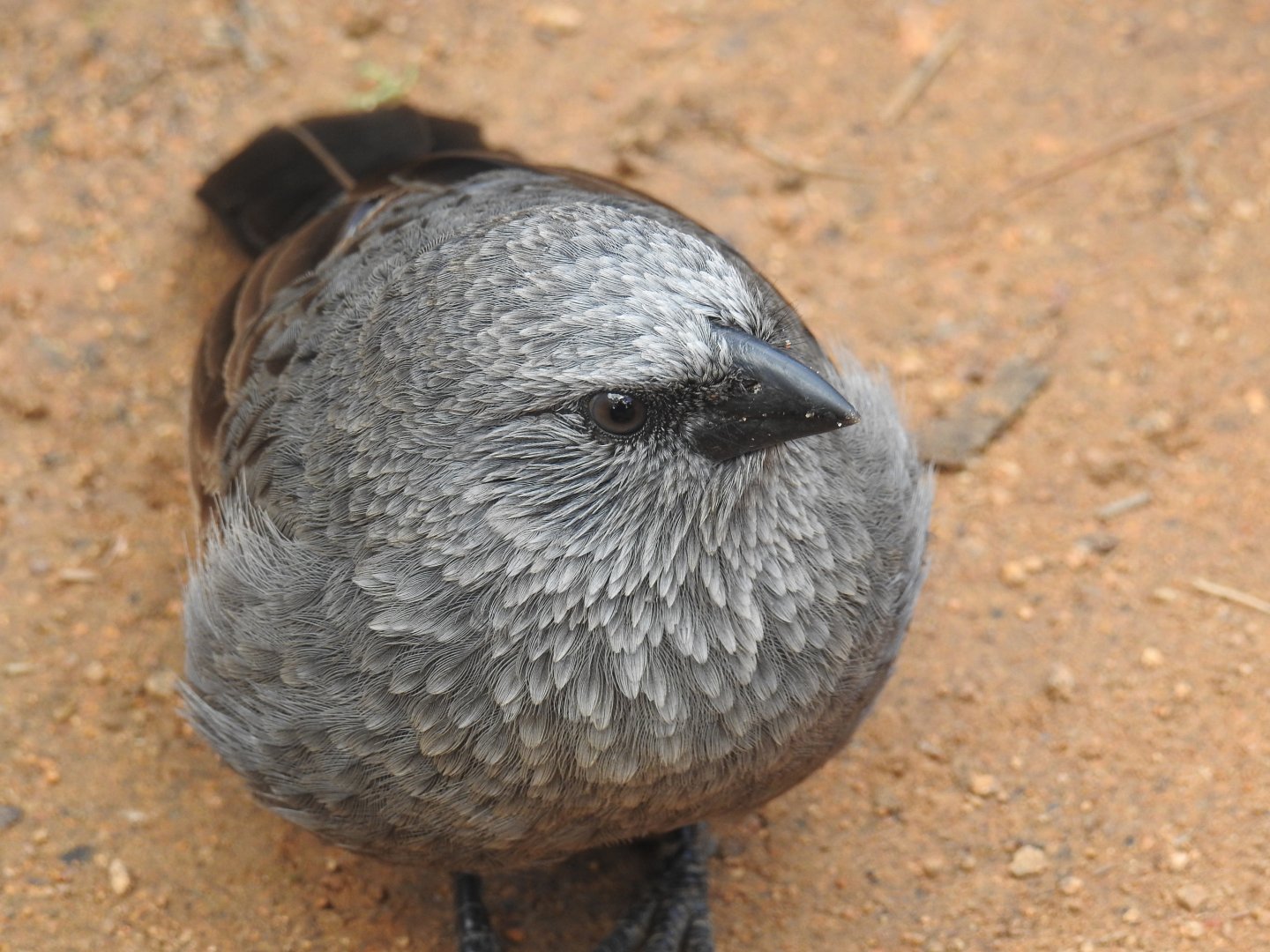 Apostlebird (wild)