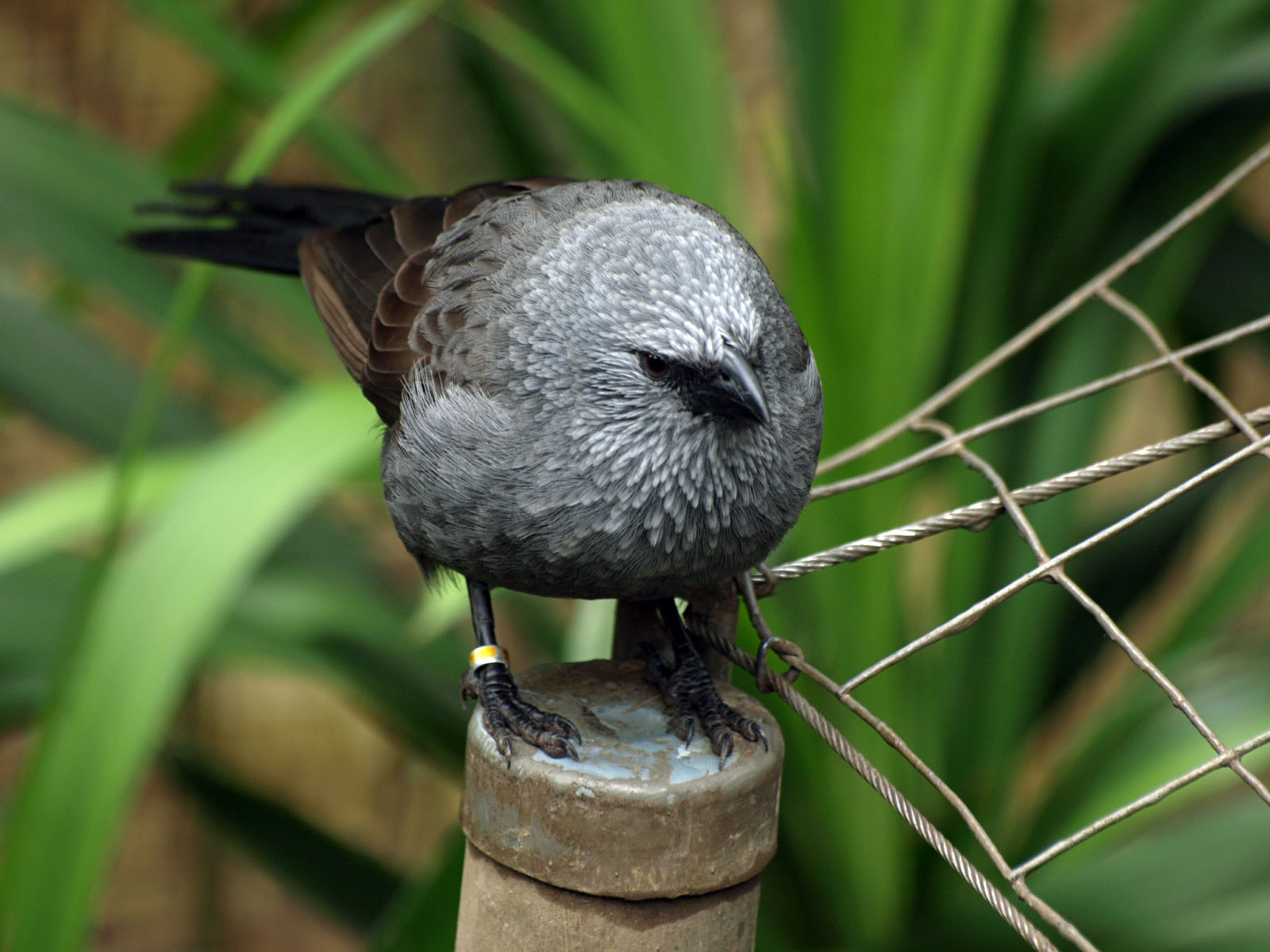 Apostlebird