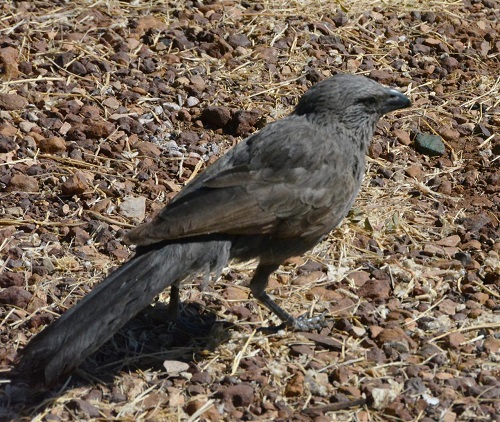 Apostlebird