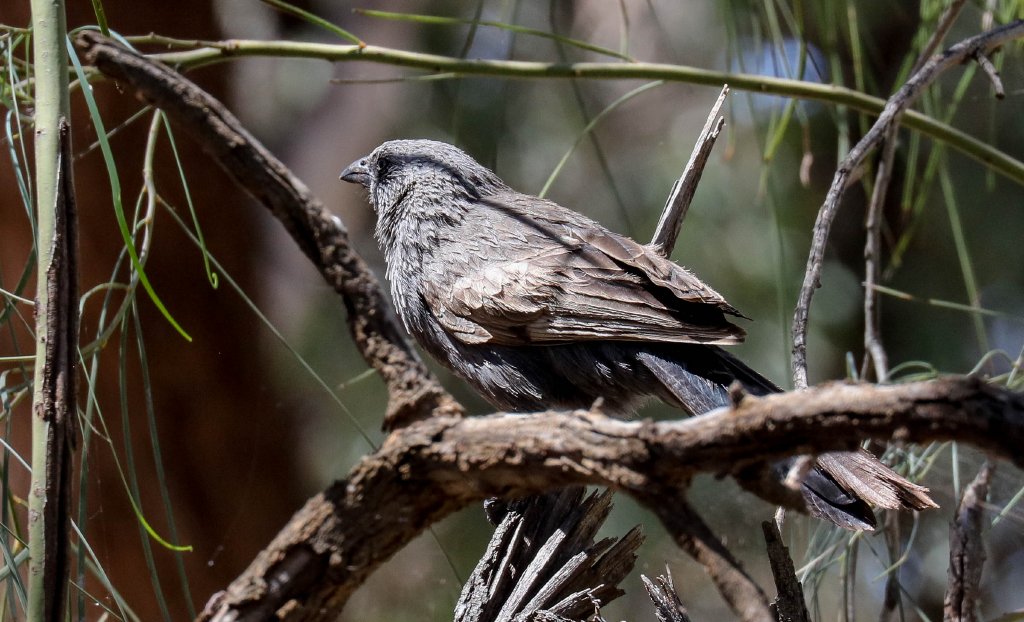 Apostlebird