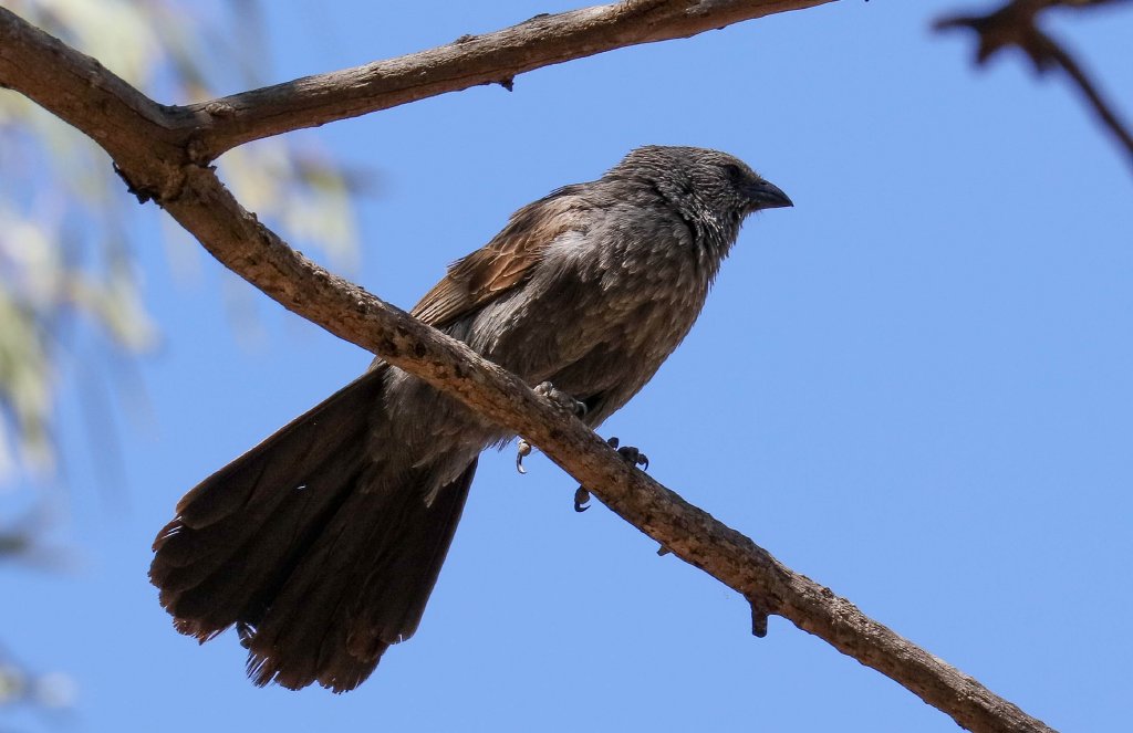 Apostlebird