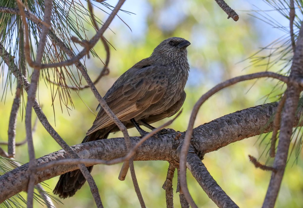 Apostlebird