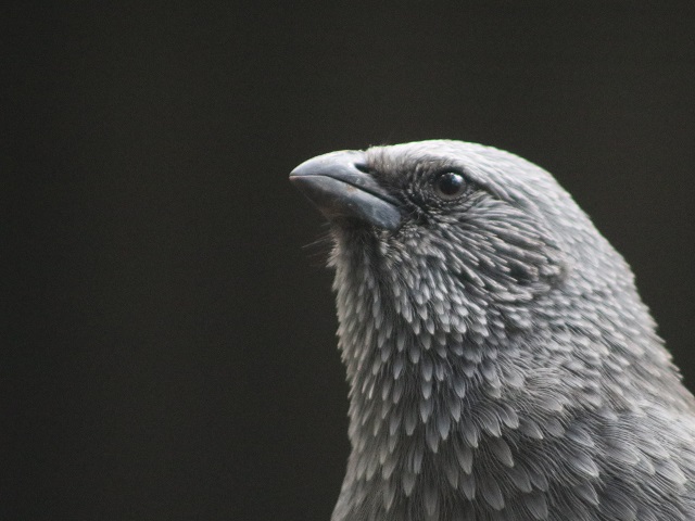 Apostlebird