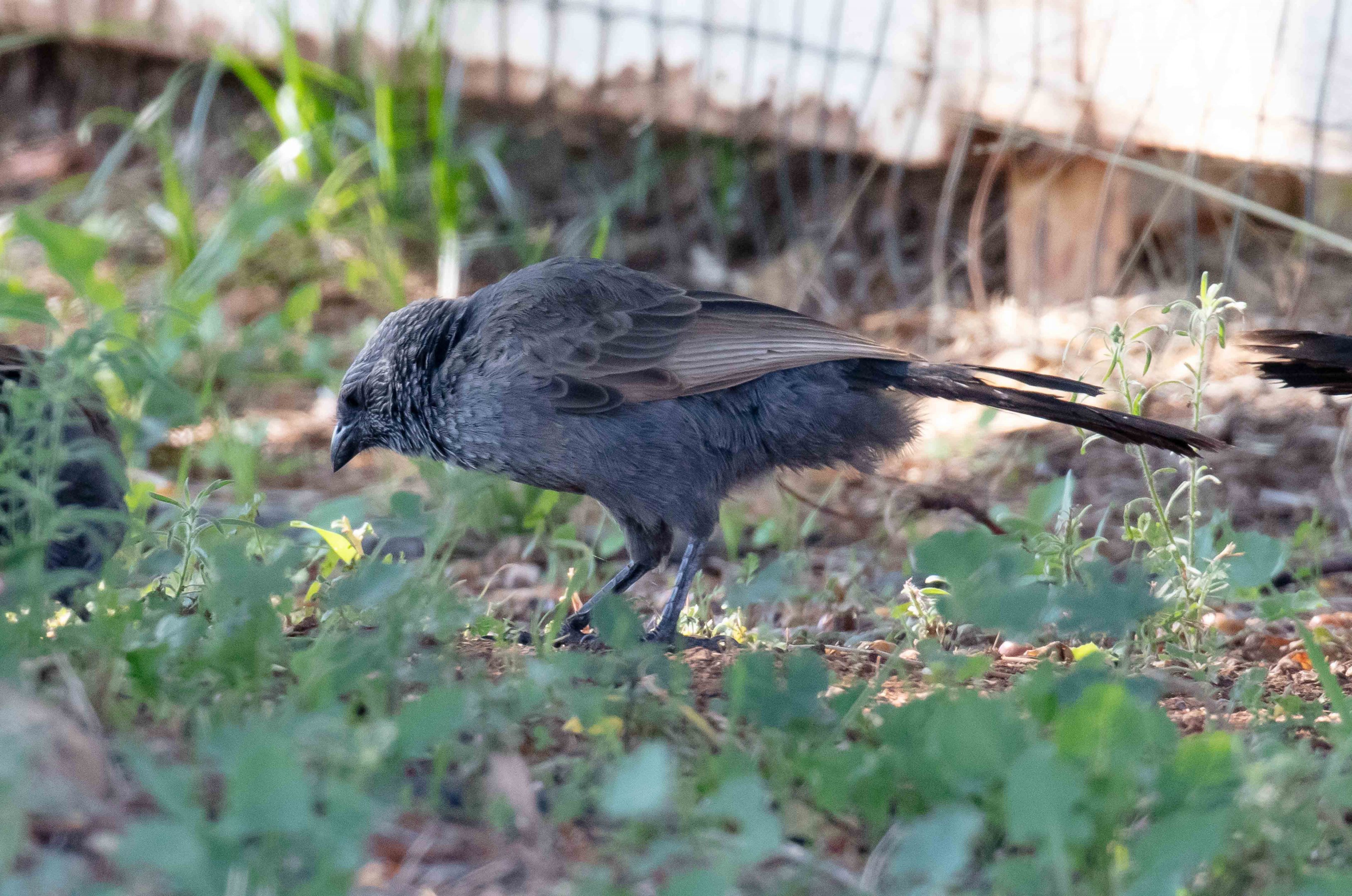 Apostlebird