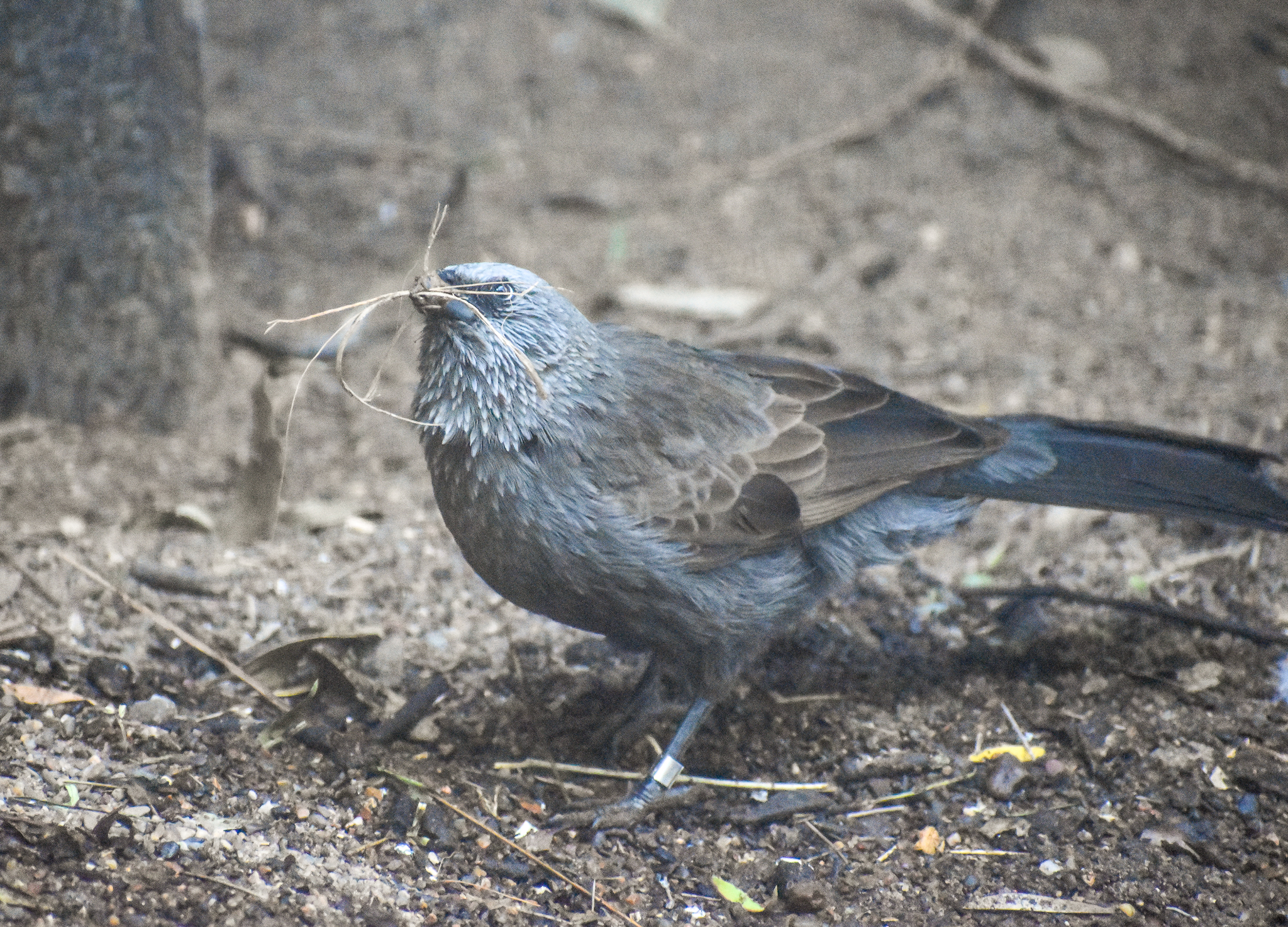 Apostlebird