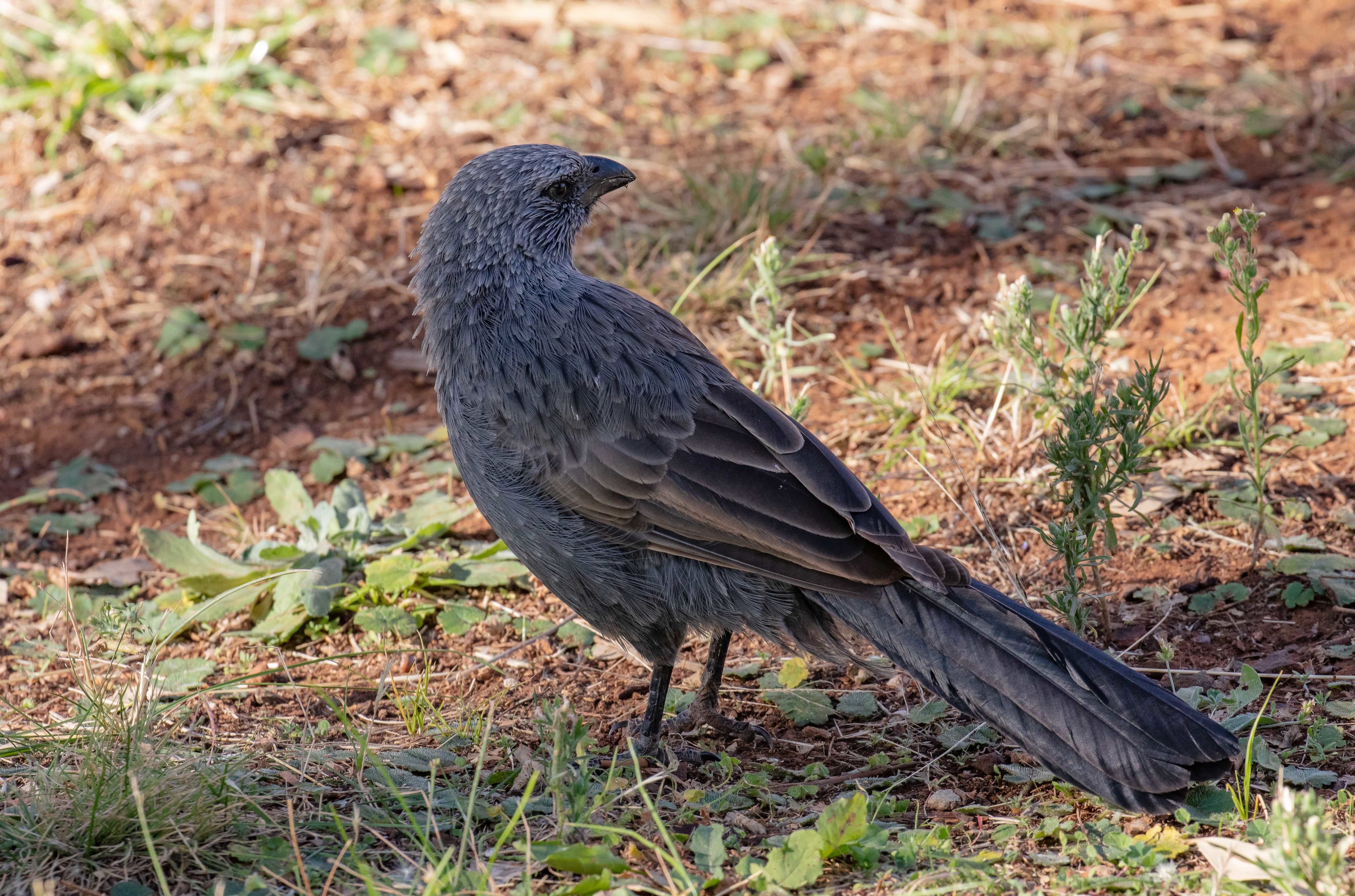 Apostlebird