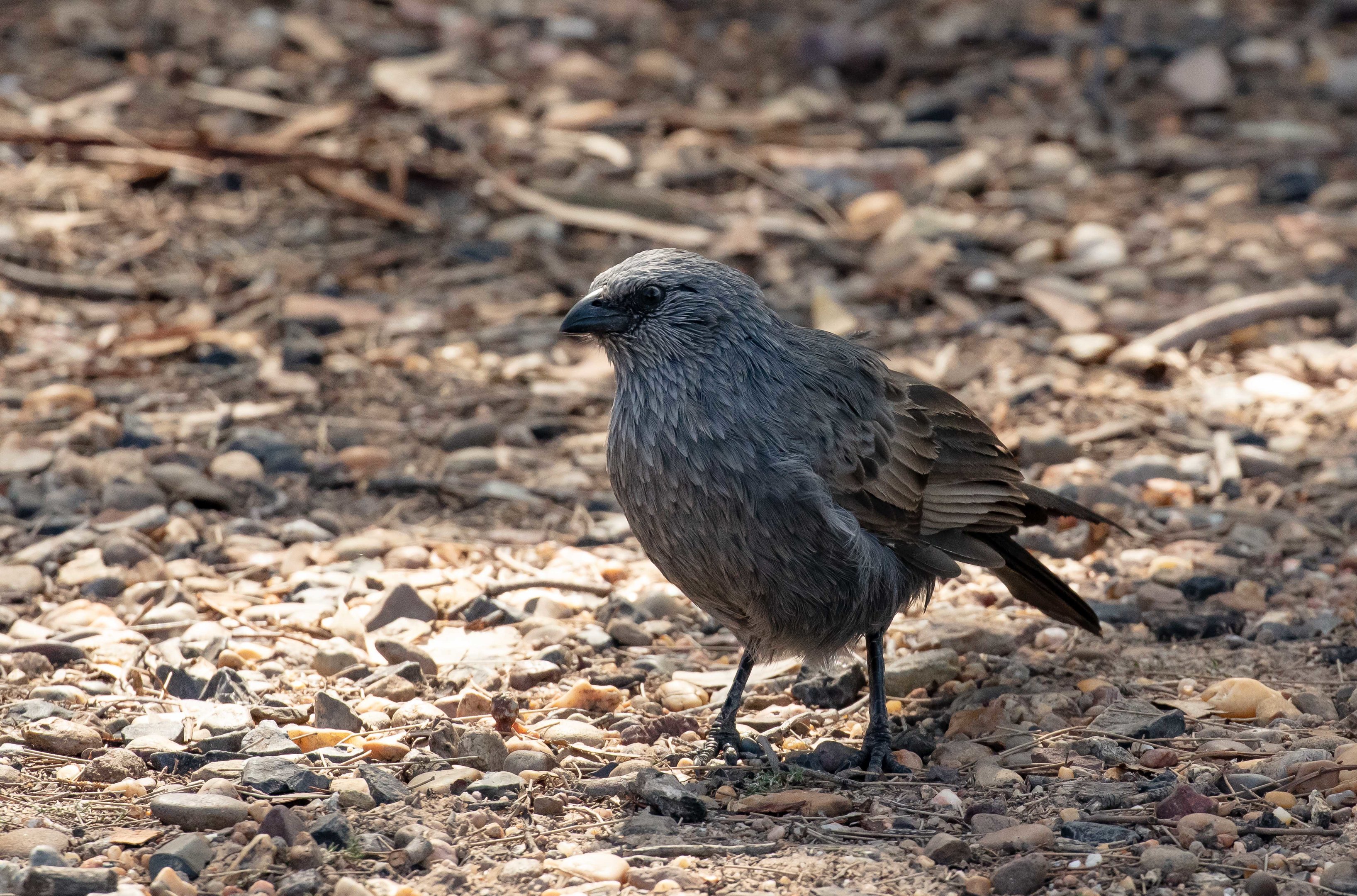 Apostlebird