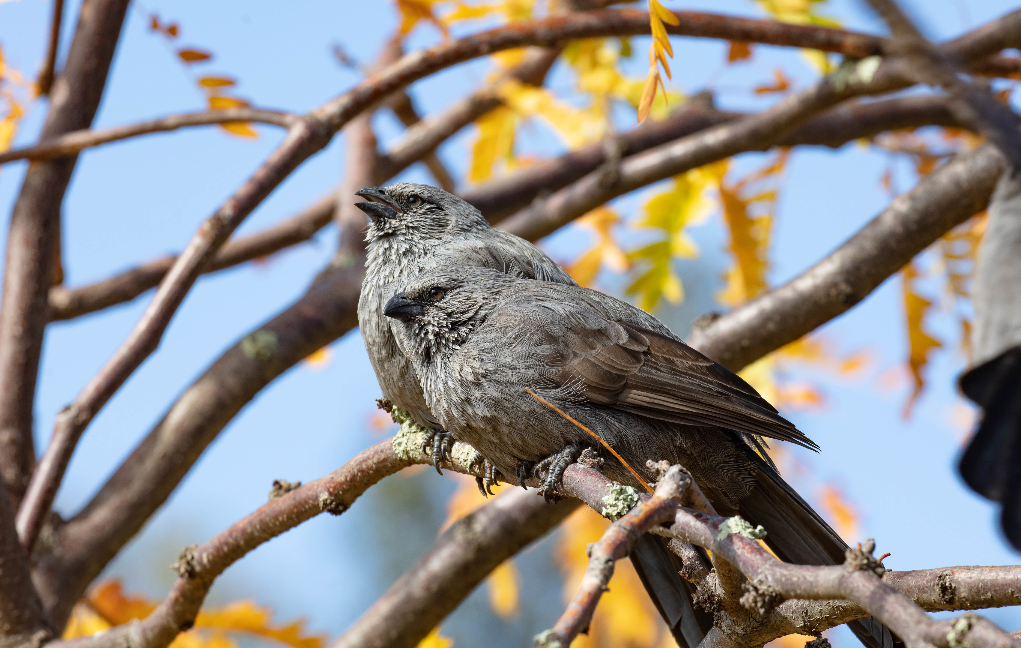 Apostlebird