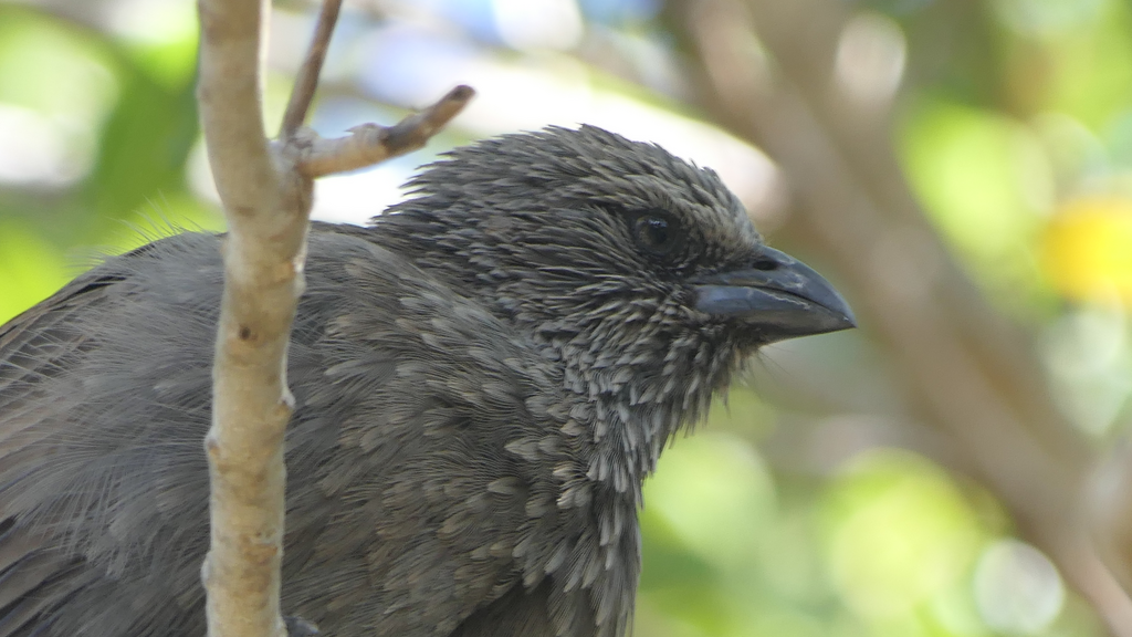 Apostlebird